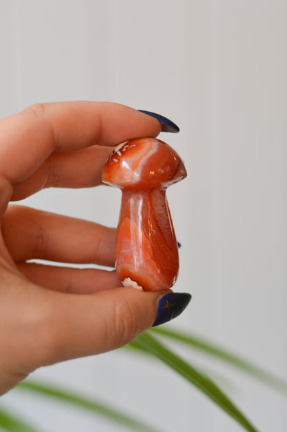 Carnelian Mushroom