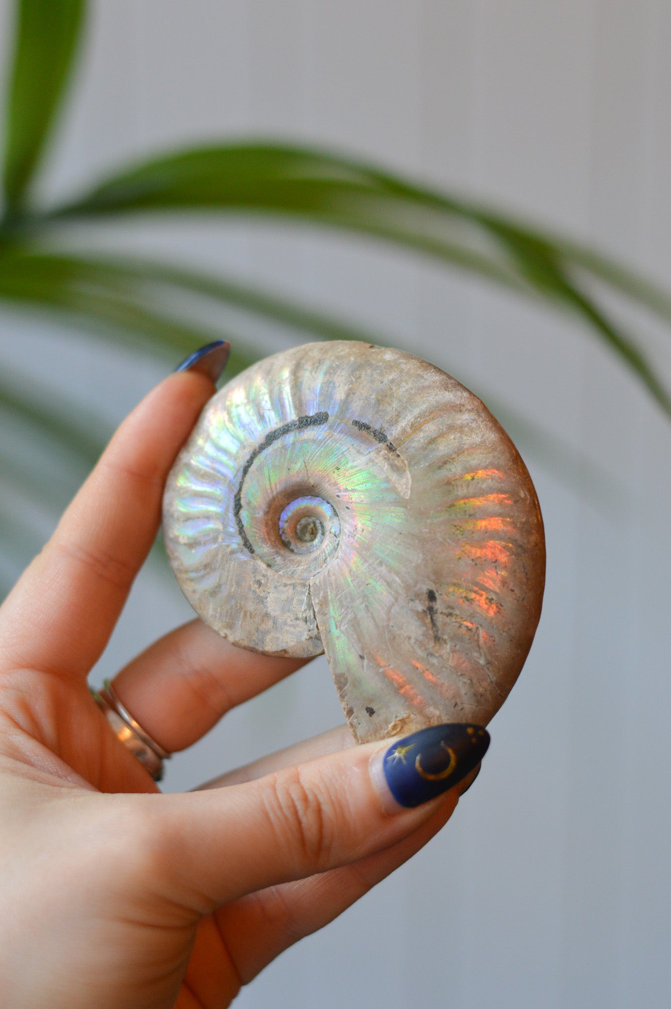 Opalised Ammonite