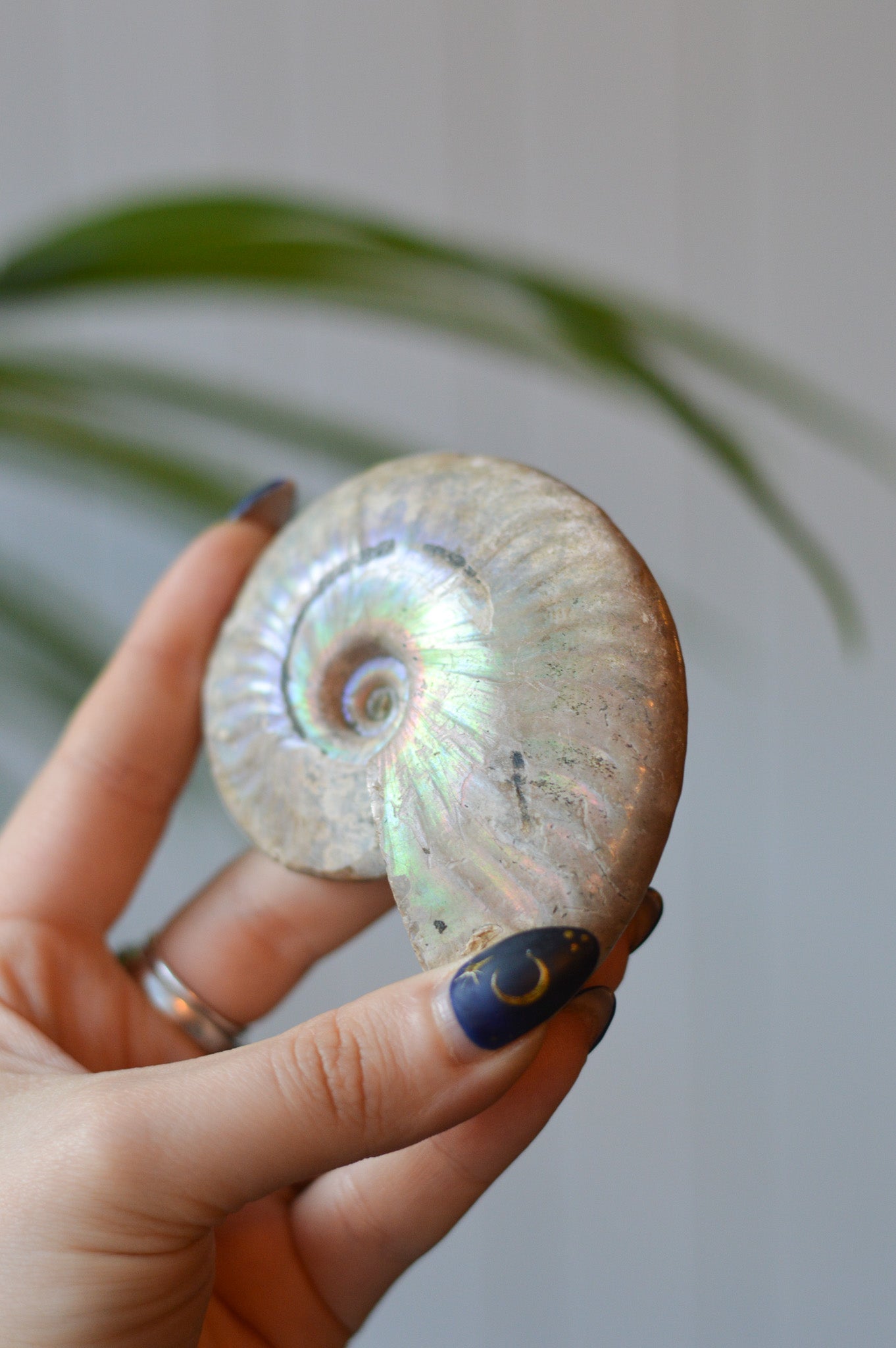 Opalised Ammonite