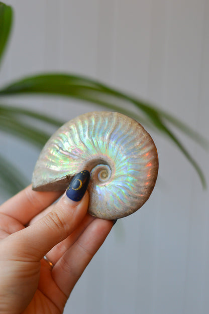 Opalised Ammonite