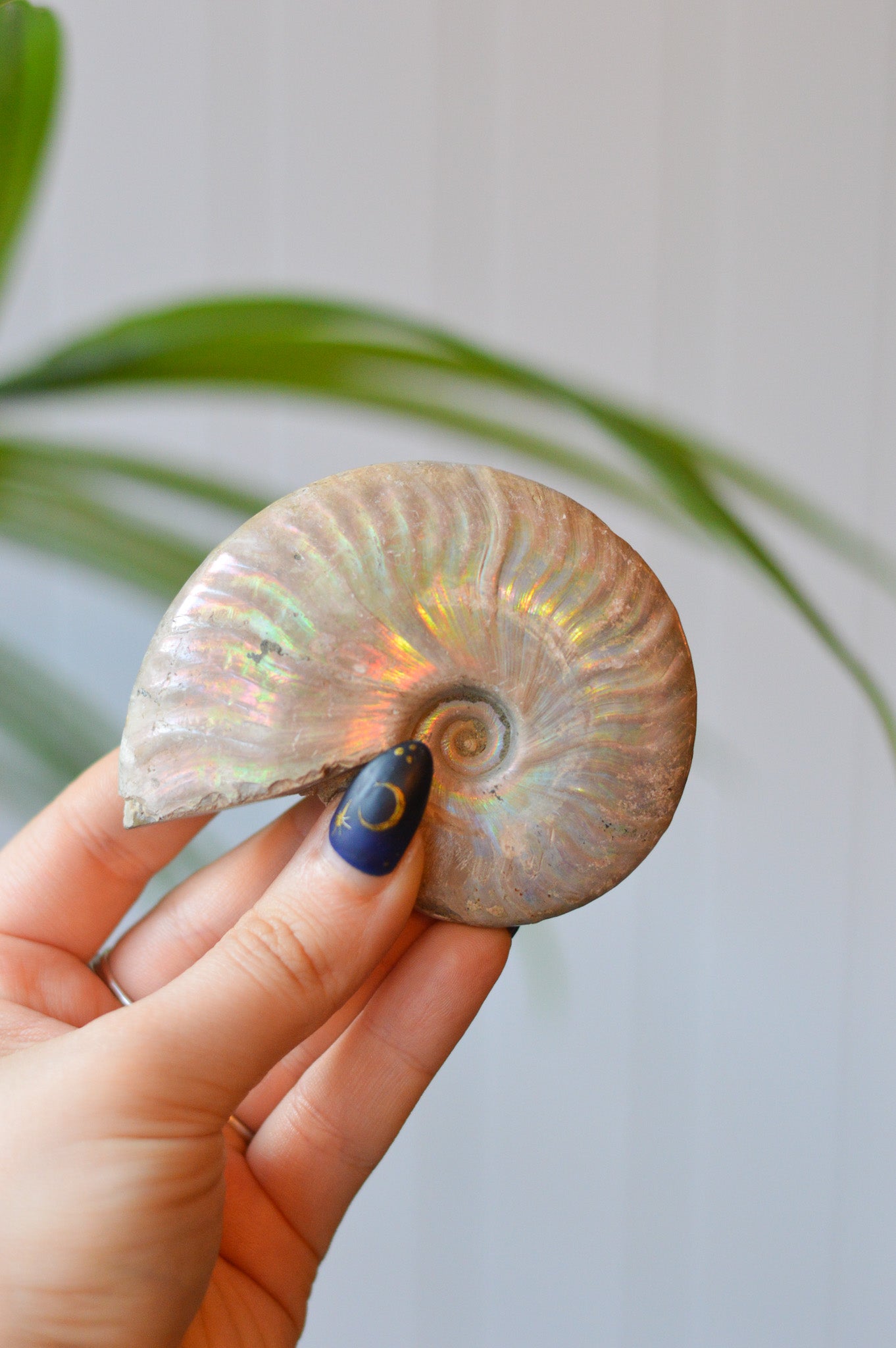 Opalised Ammonite