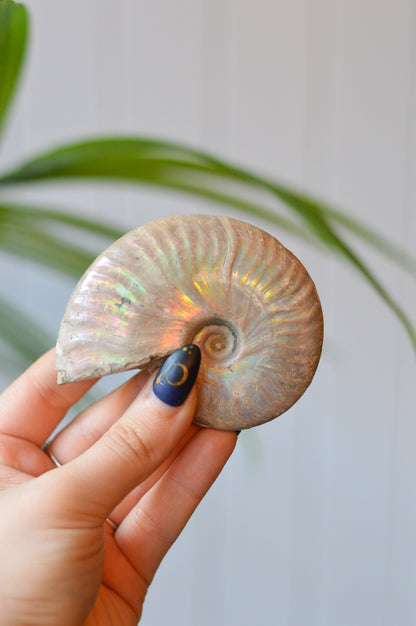 Opalised Ammonite