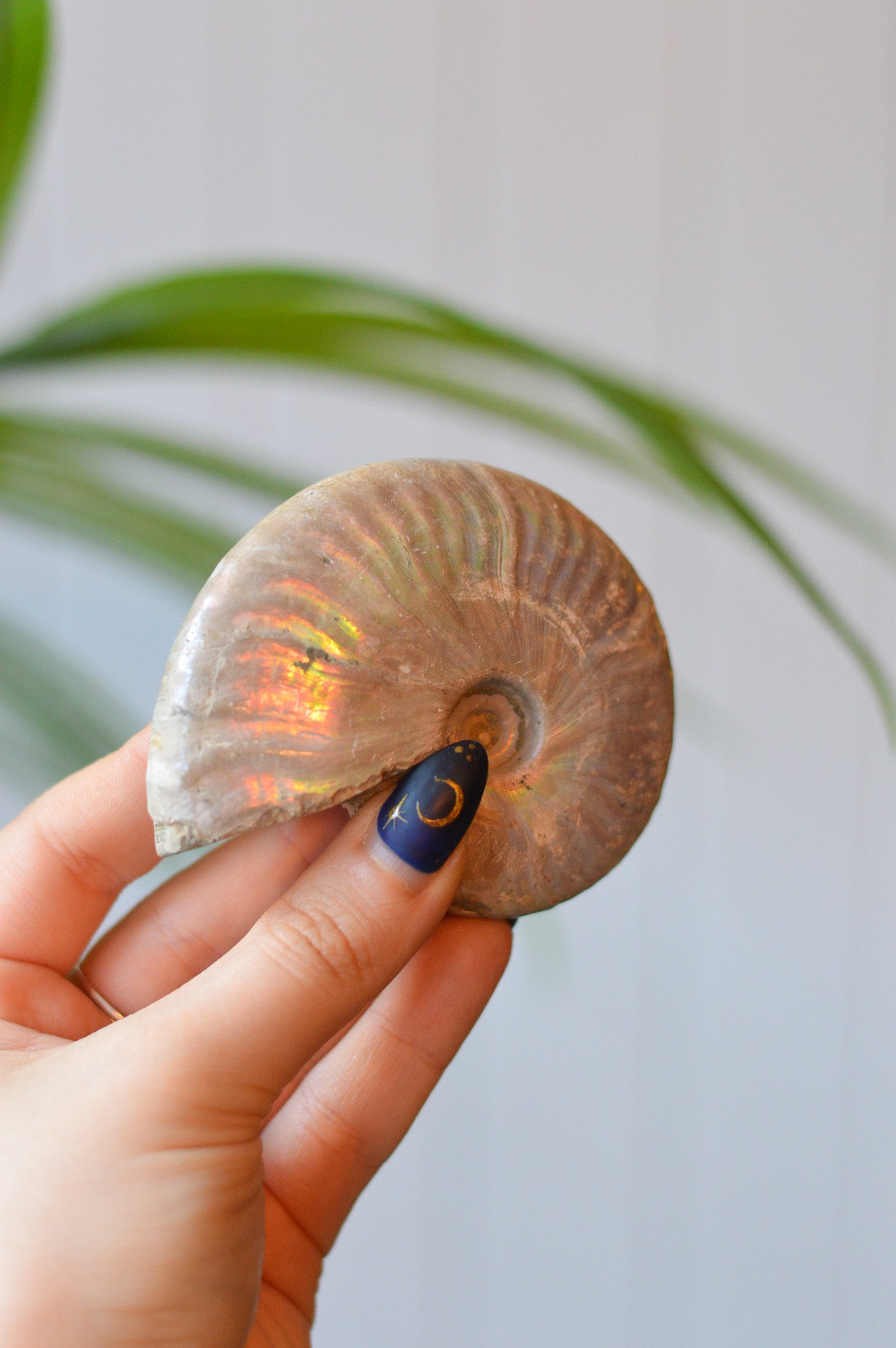 Opalised Ammonite