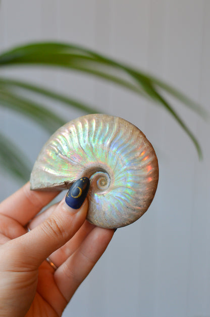 Opalised Ammonite