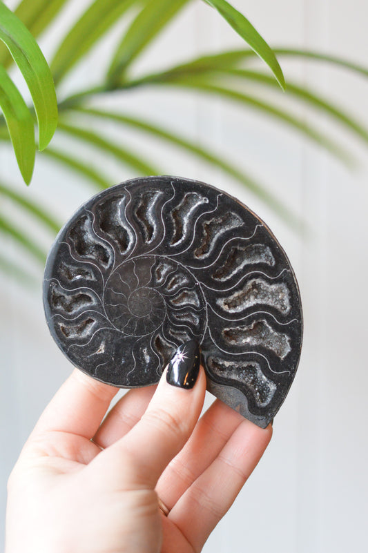 Black Ammonite