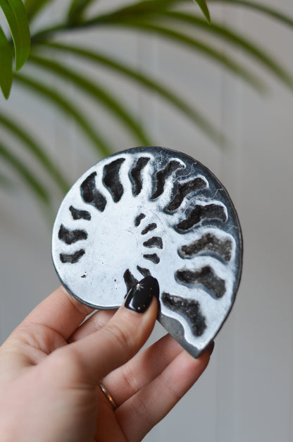 Black Ammonite