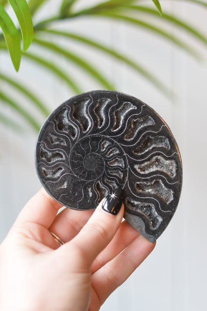 Black Ammonite