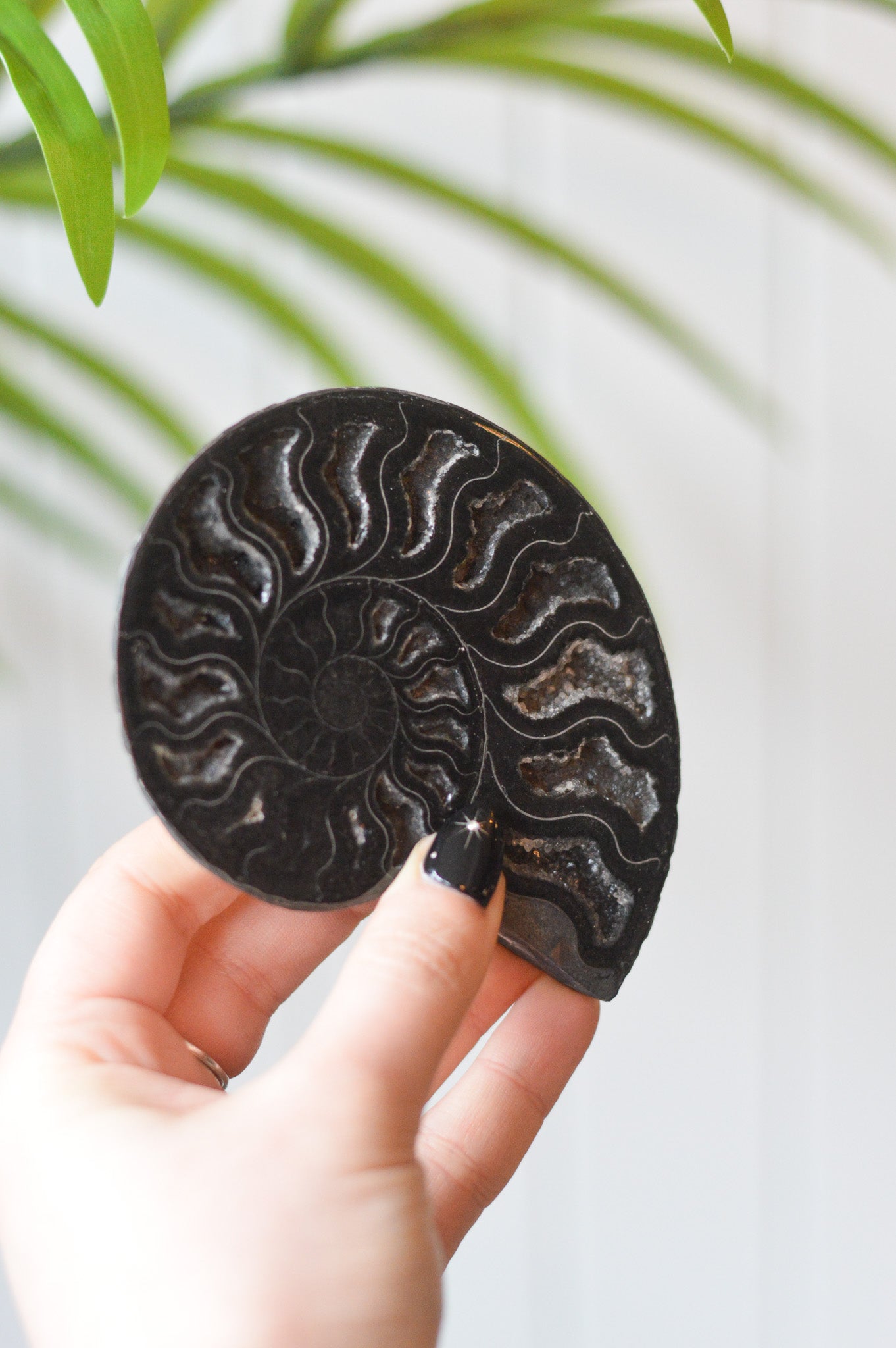 Black Ammonite