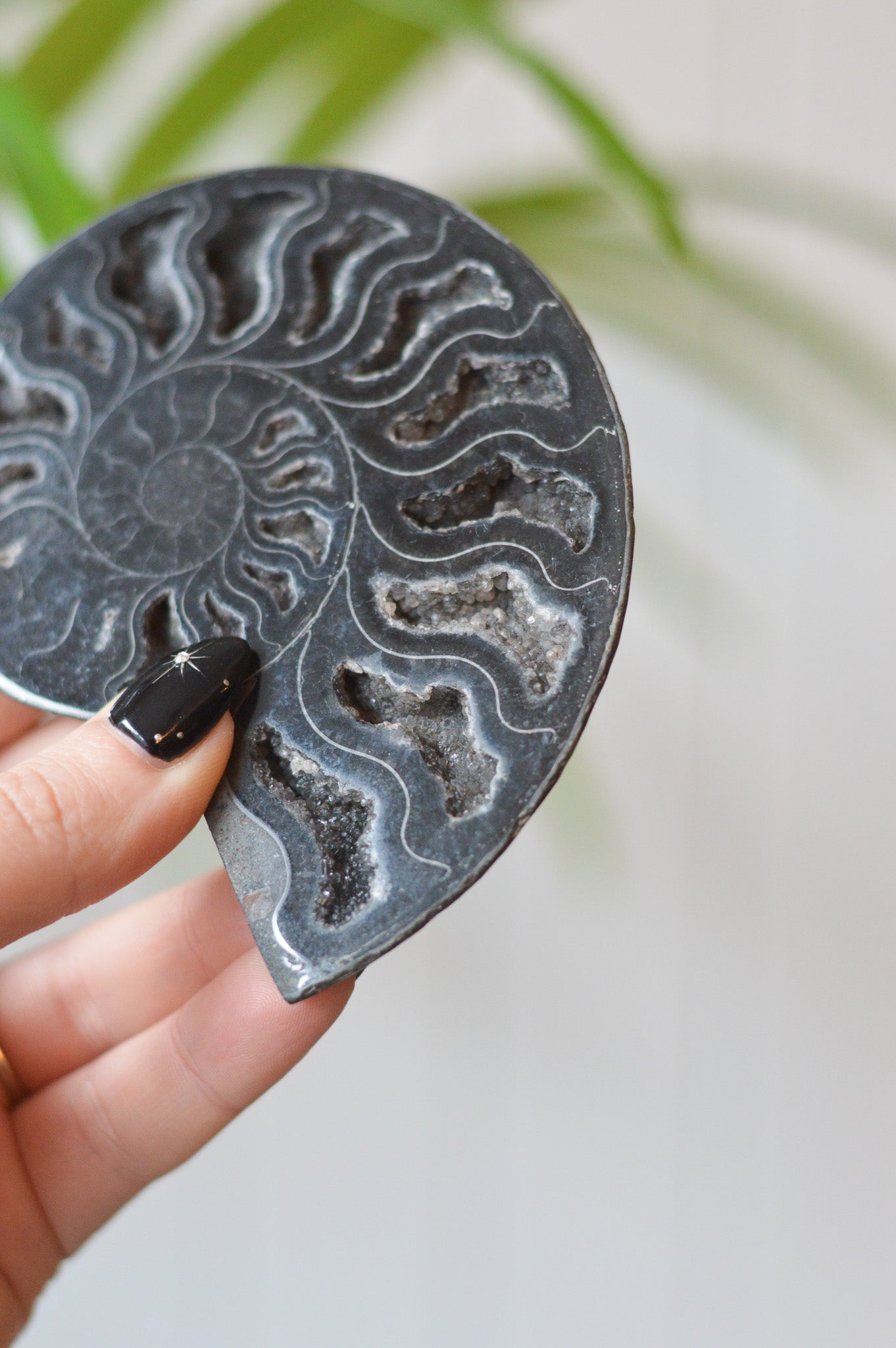 Black Ammonite