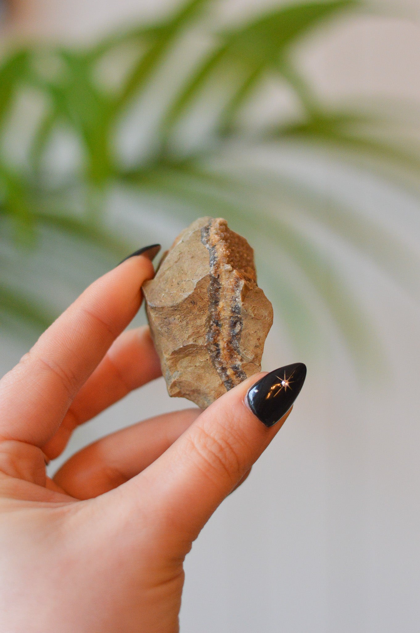 Septarian Specimen